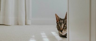 pet friendly flooring